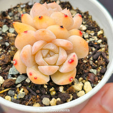 Load image into Gallery viewer, Echeveria Apparition Hybrid
