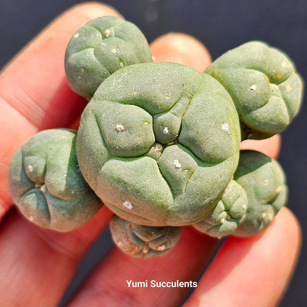 Lophophora Williamsii