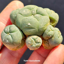 Load image into Gallery viewer, Lophophora Williamsii
