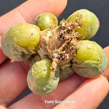 Load image into Gallery viewer, Lophophora Williamsii
