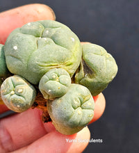 Load image into Gallery viewer, Lophophora Williamsii
