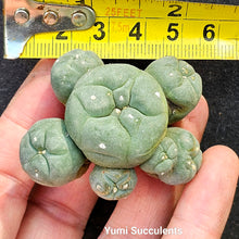 Load image into Gallery viewer, Lophophora Williamsii
