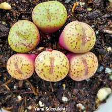 Load image into Gallery viewer, Conophytum Obcordellum
