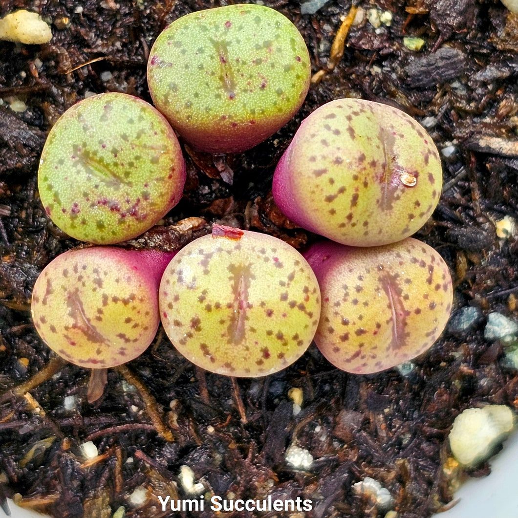 Conophytum Obcordellum