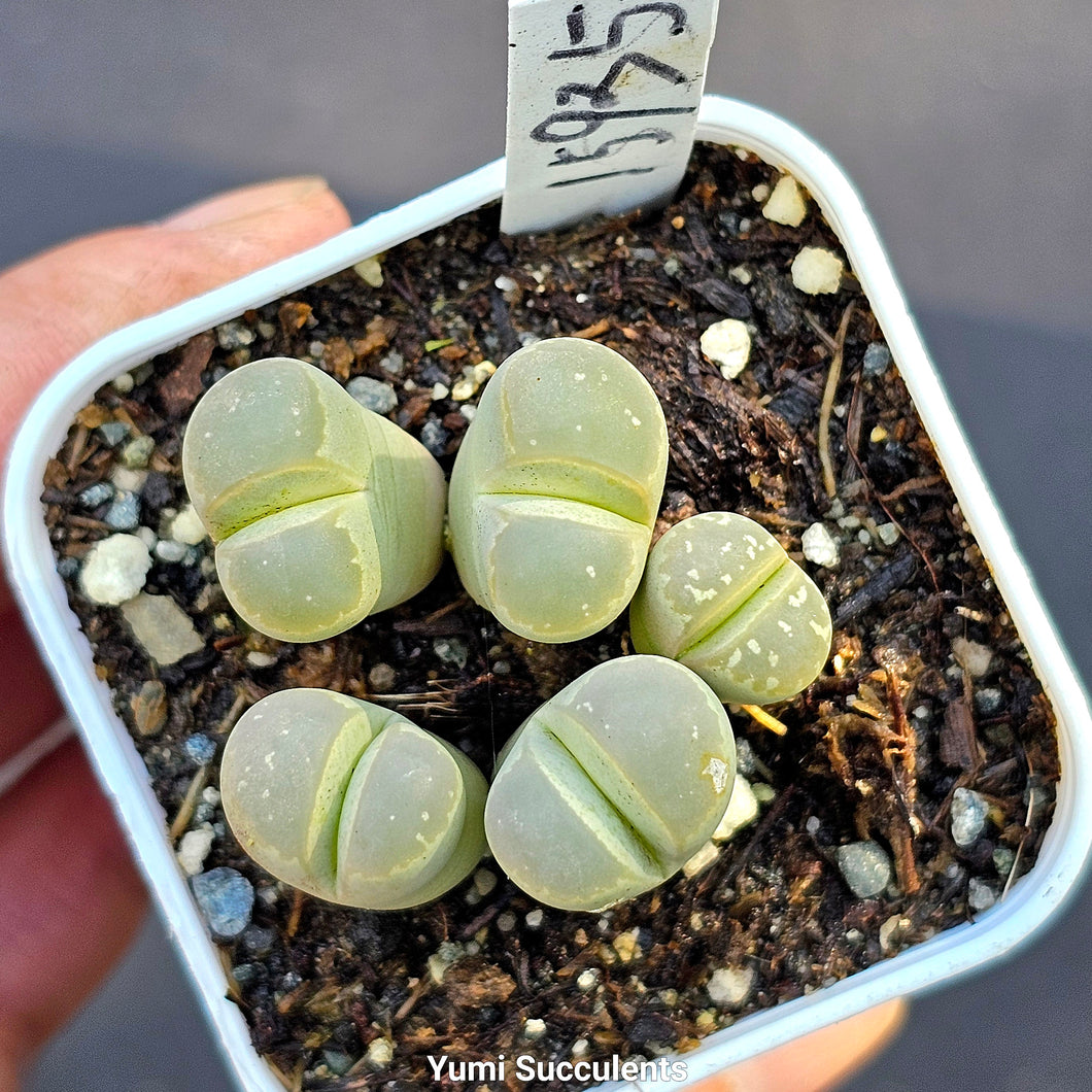 Lithops Olivacea (3)