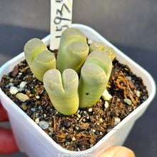 Load image into Gallery viewer, Lithops Olivacea (3)
