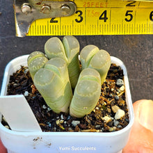 Load image into Gallery viewer, Lithops Olivacea (3)
