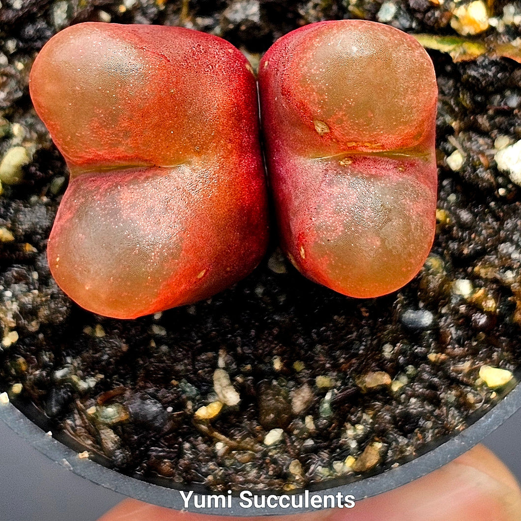 Conophytum Maughanii