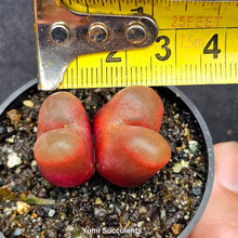 Load image into Gallery viewer, Conophytum Maughanii
