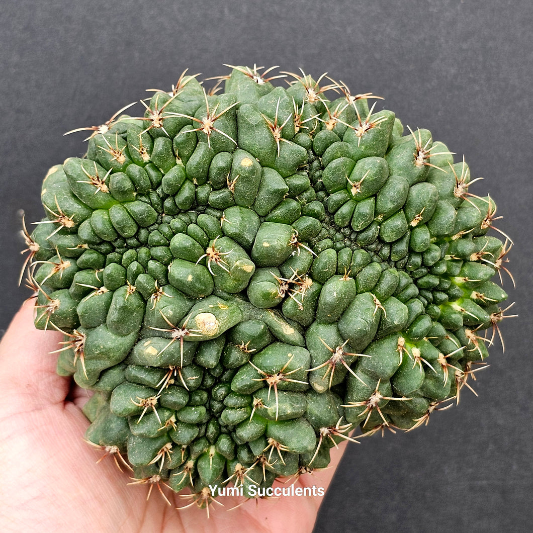 Gymnocalycium Baldianum (Speg.) Speg Crested