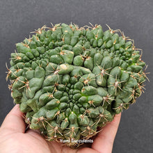 Load image into Gallery viewer, Gymnocalycium Baldianum (Speg.) Speg Crested
