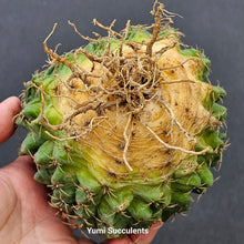 Load image into Gallery viewer, Gymnocalycium Baldianum (Speg.) Speg Crested
