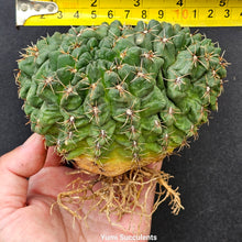 Load image into Gallery viewer, Gymnocalycium Baldianum (Speg.) Speg Crested
