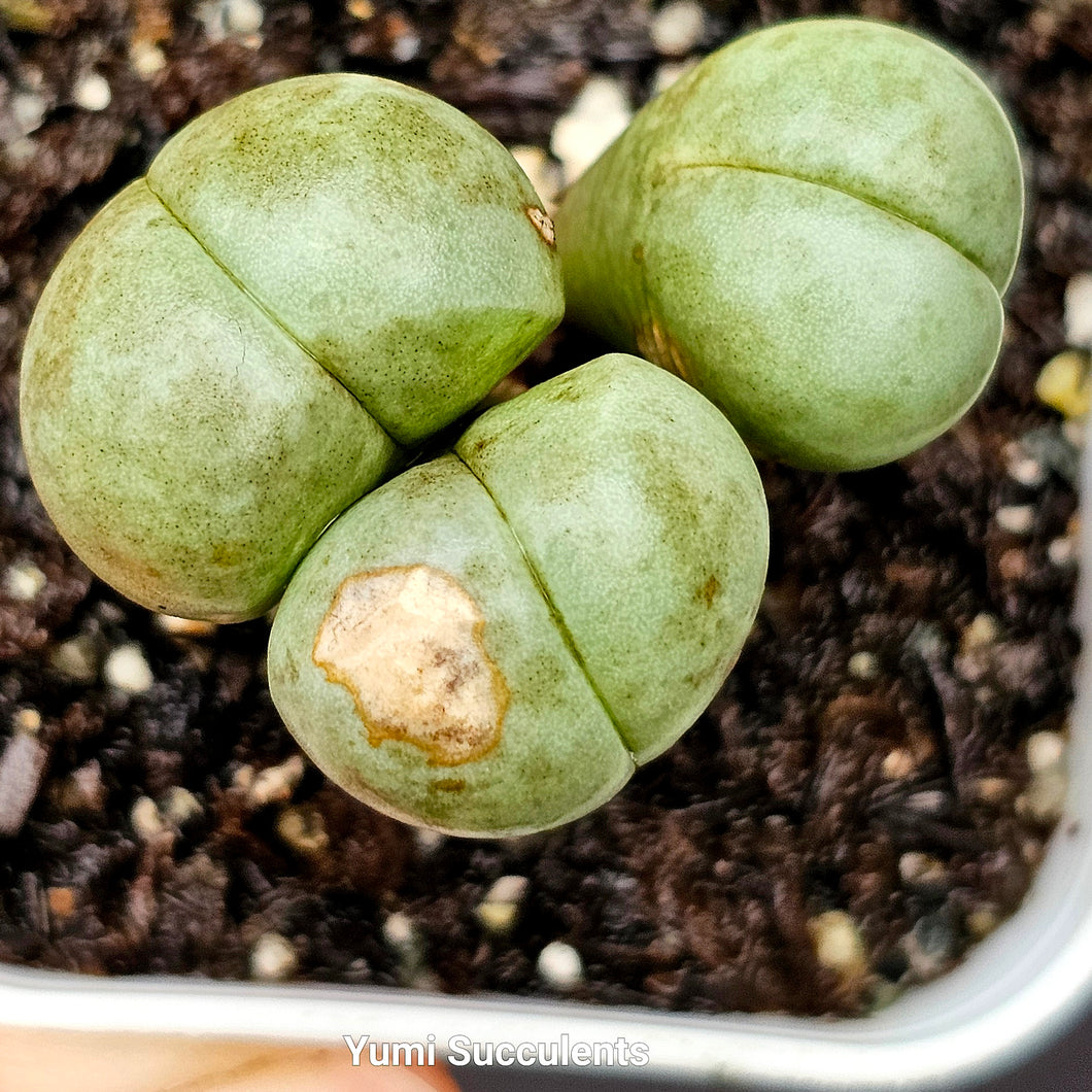 Gibbaeum Heathii