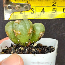 Load image into Gallery viewer, Gibbaeum Heathii
