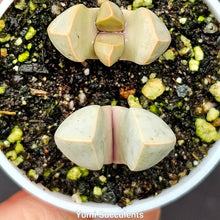 Load image into Gallery viewer, Lapidaria Margaretae (2)
