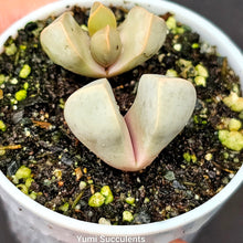 Load image into Gallery viewer, Lapidaria Margaretae (2)
