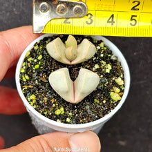 Load image into Gallery viewer, Lapidaria Margaretae (2)
