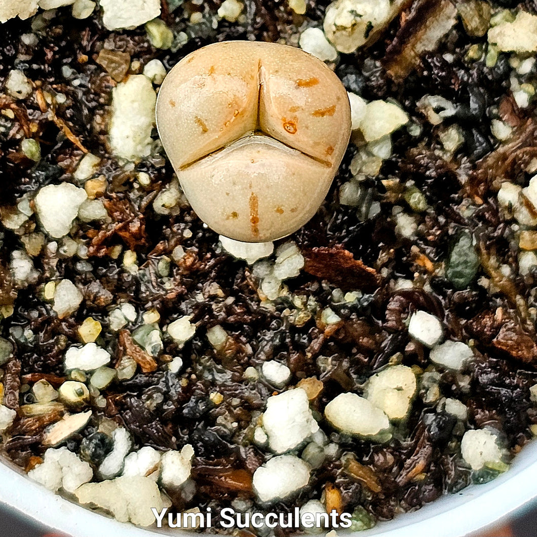 Lithops