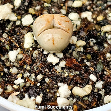 Load image into Gallery viewer, Lithops
