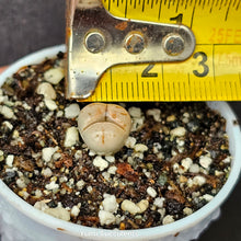 Load image into Gallery viewer, Lithops
