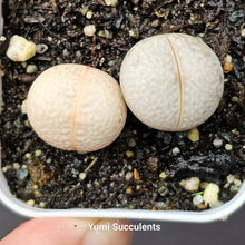 Load image into Gallery viewer, Dinteranthus Pole-Evansii ‘Golf Ball’ (2)
