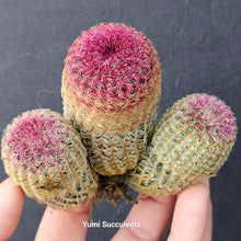 Load image into Gallery viewer, Echinocereus Rigidissimus Subsp. Rigidissimus
