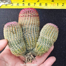 Load image into Gallery viewer, Echinocereus Rigidissimus Subsp. Rigidissimus
