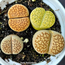 Load image into Gallery viewer, Lithops (4)
