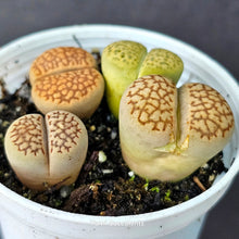 Load image into Gallery viewer, Lithops (4)
