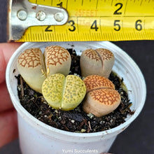 Load image into Gallery viewer, Lithops (4)
