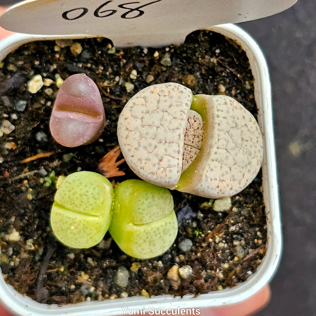 Lithops (3)