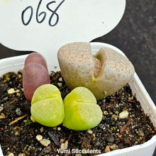 Load image into Gallery viewer, Lithops (3)
