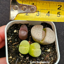 Load image into Gallery viewer, Lithops (3)
