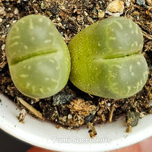 Load image into Gallery viewer, Lithops Olivacea
