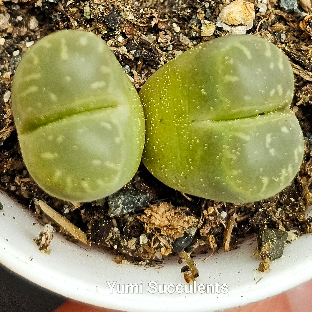 Lithops Olivacea