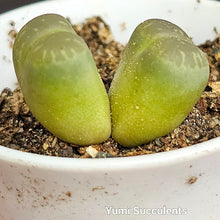 Load image into Gallery viewer, Lithops Olivacea
