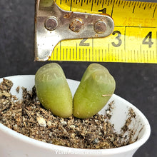 Load image into Gallery viewer, Lithops Olivacea
