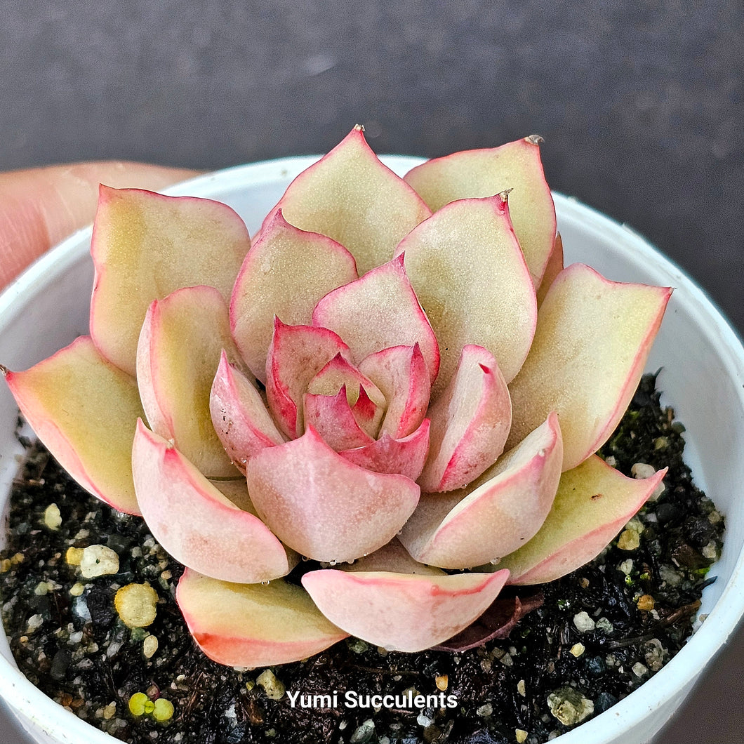 Echeveria Egeria