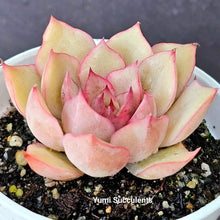 Load image into Gallery viewer, Echeveria Egeria
