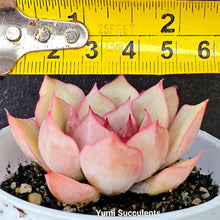 Load image into Gallery viewer, Echeveria Egeria
