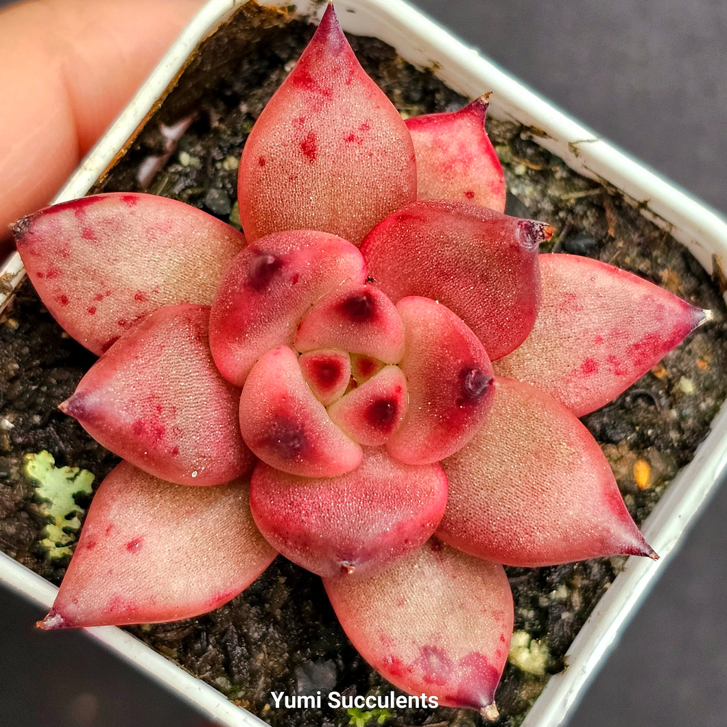 Echeveria Honey Pink