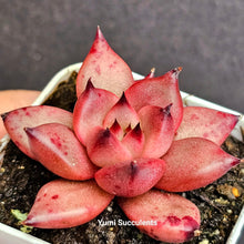 Load image into Gallery viewer, Echeveria Honey Pink
