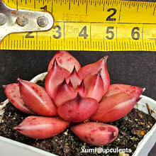 Load image into Gallery viewer, Echeveria Honey Pink
