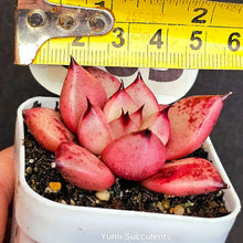 Load image into Gallery viewer, Echeveria Honey Pink
