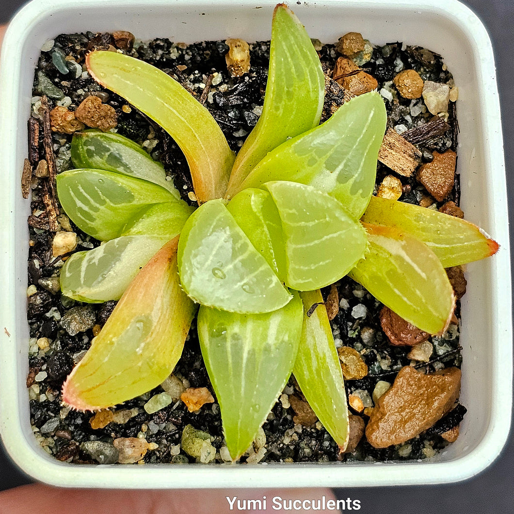 Haworthia Mutica Variegata