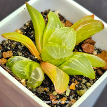 Load image into Gallery viewer, Haworthia Mutica Variegata
