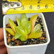 Load image into Gallery viewer, Haworthia Mutica Variegata
