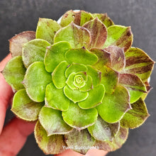 Load image into Gallery viewer, Aeonium Big Bang
