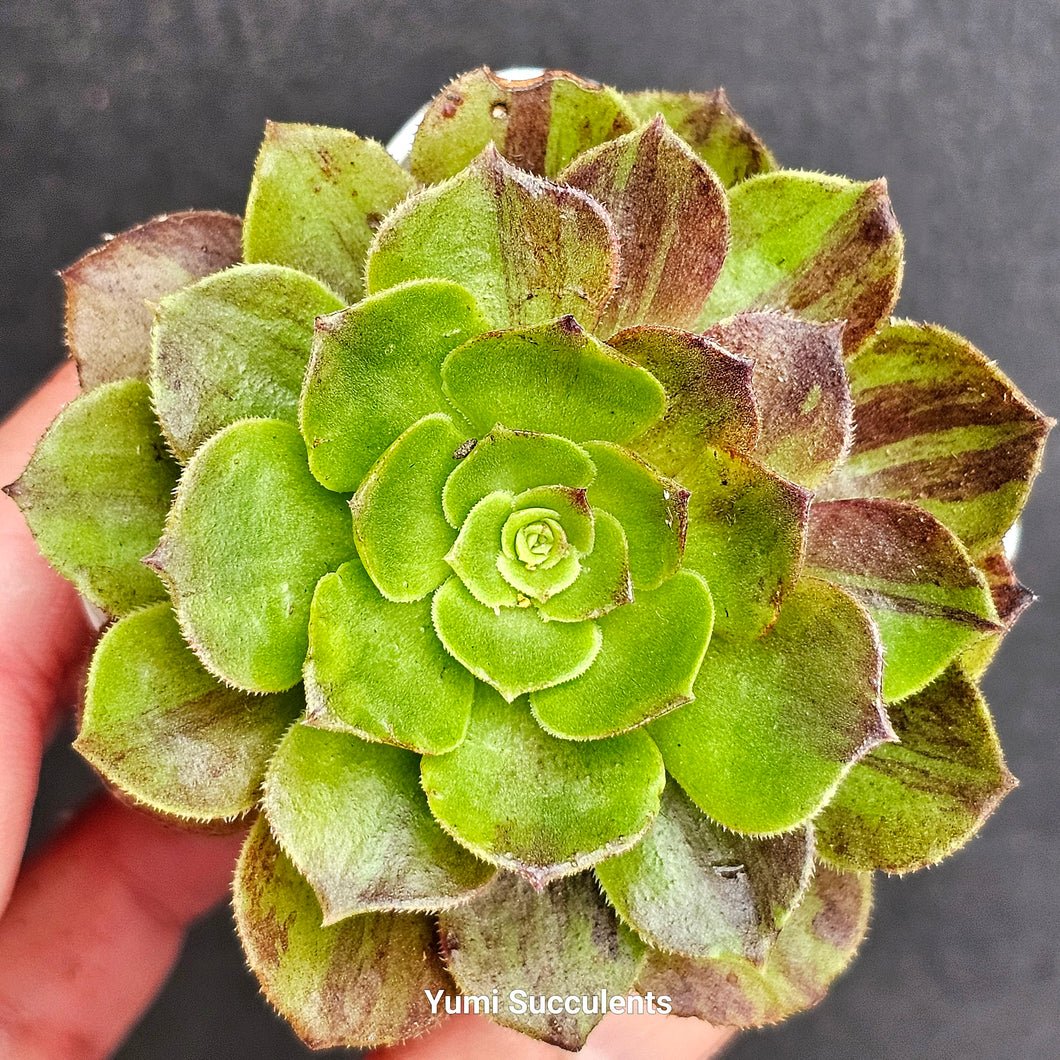 Aeonium Big Bang